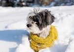 Je naozaj nutne aby psy nosili v zime oblecenie