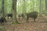 Vlky zautocili na mladat zubra v Posku Vedci zachytili dramaticky lov na videu