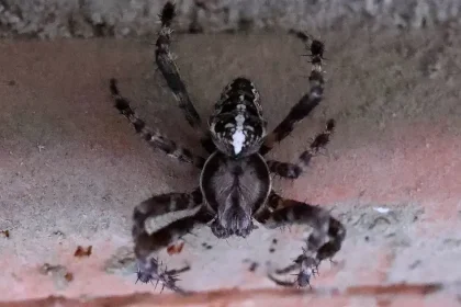 Ako sa zbaviť pavúkov pomocou jednoduchých trikov