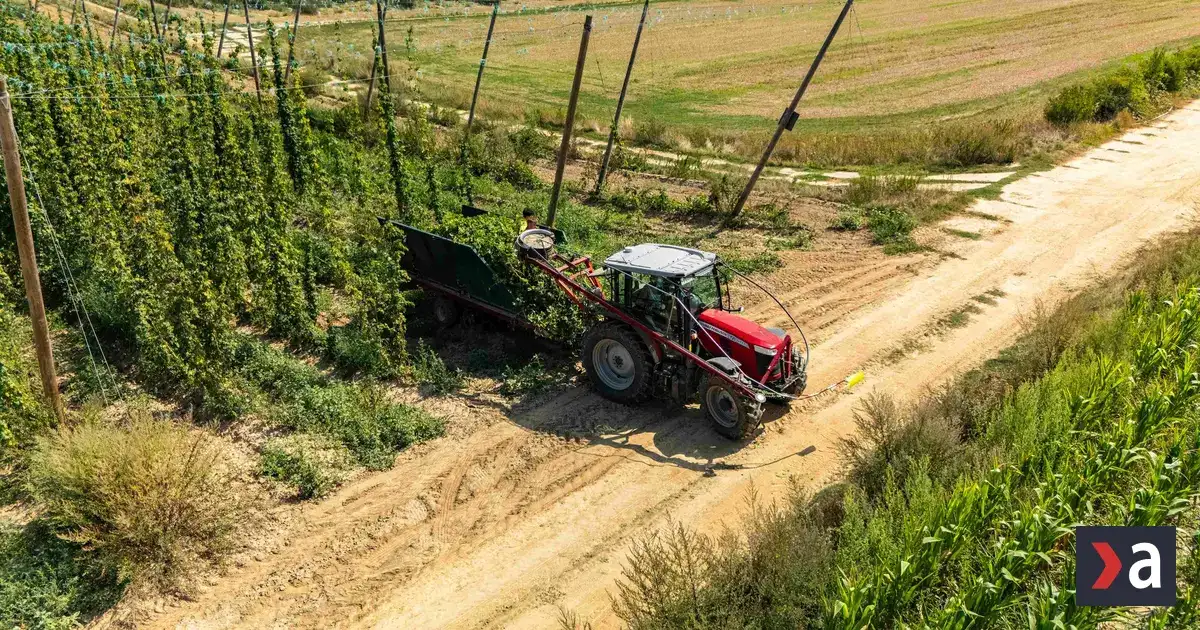 Dáta z projektu PRE CHMEĽ pomohli poslednému slovenskému chmeliarovi s tohtoročnou úrodou