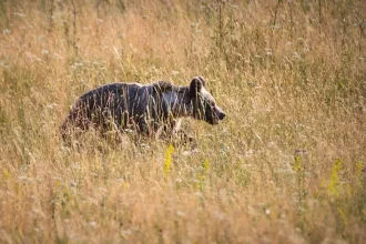 Medveď zaútočil v Turci, muž je hospitalizovaný s vážnymi zraneniami