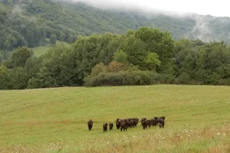 Pondelok bude na Slovensku zamračený, na severe a východe sa objavia prehánky