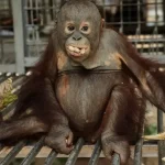 Požiar na Borneu a Sumatre ničí biotopy, zachránili desiatky orangutanov