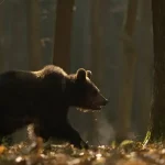 Rumunsko zdvojnásobilo kvótu na odstrel medveďov napriek protestom ochranárov