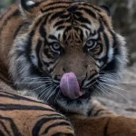 Útok tigra viedol k zatvoreniu známej zoo vo Veľkej Británii